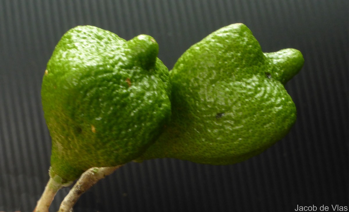 Murraya glenieii Thwaites ex Oliv.